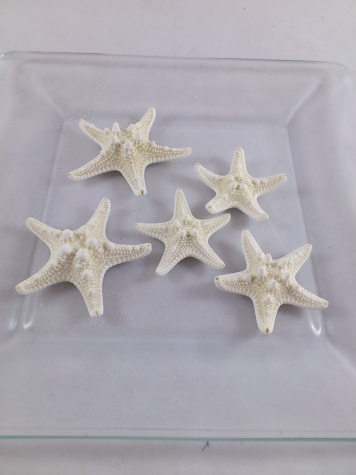étoiles de mer rhinoceros blanchie 5-7 cm 5 p.